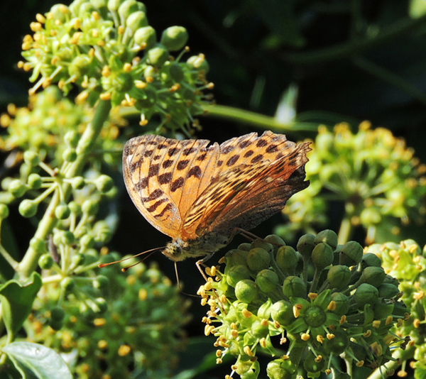 Argynnis paphia Nymphalidae